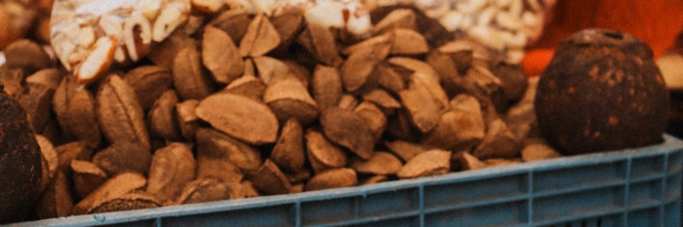 In-shell Brazil nuts beside a whole Brazil nut pod