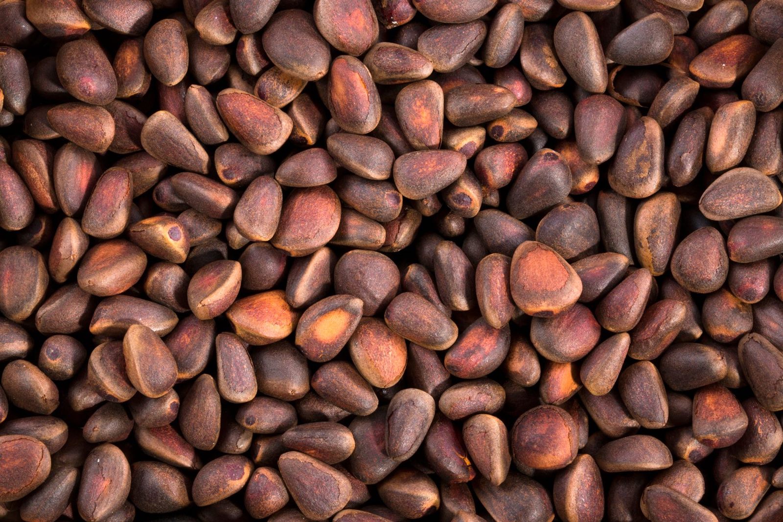 In-shell pine nuts